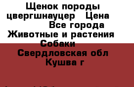 Щенок породы  цвергшнауцер › Цена ­ 30 000 - Все города Животные и растения » Собаки   . Свердловская обл.,Кушва г.